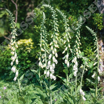 Picture of Digitalis purpurea f.albiflora